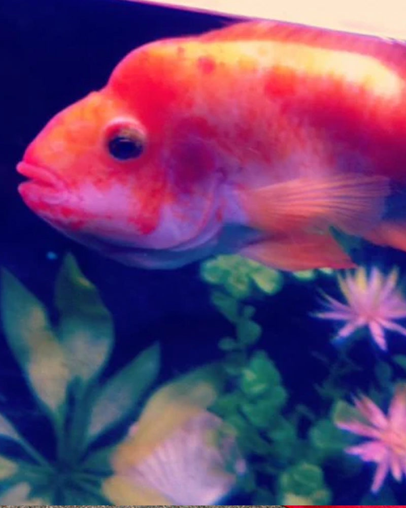 Francine, a Love Story