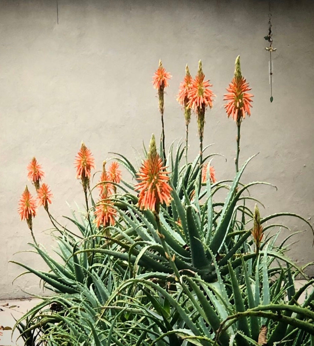 Lavender Hand Sanitizer