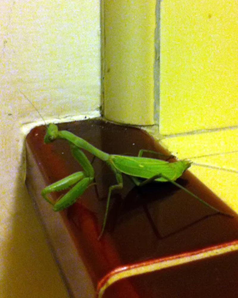 The Praying Mantis